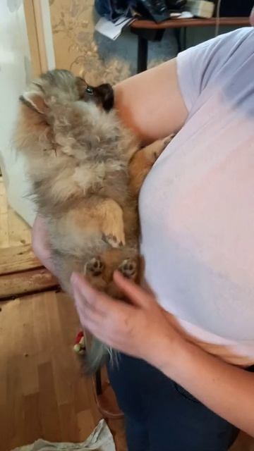 Диана Девочка шпиц смотреть онлайн