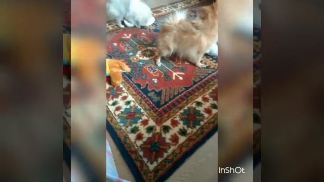 Прикол ,это надо видеть!!! смотреть онлайн