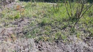 ЛАВАНДИН первое знакомство/ где посадить?