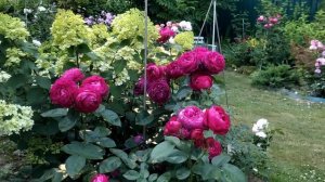 Чайно-гибридные и срезочные розы в моём саду. Обзор 30 с