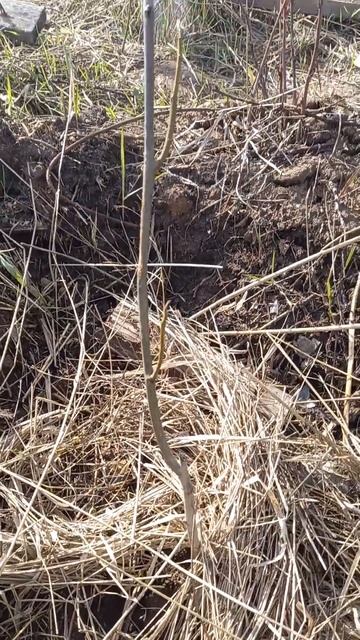 Пятый саженец грецкого ореха 18-ого Апреля смотреть онлайн