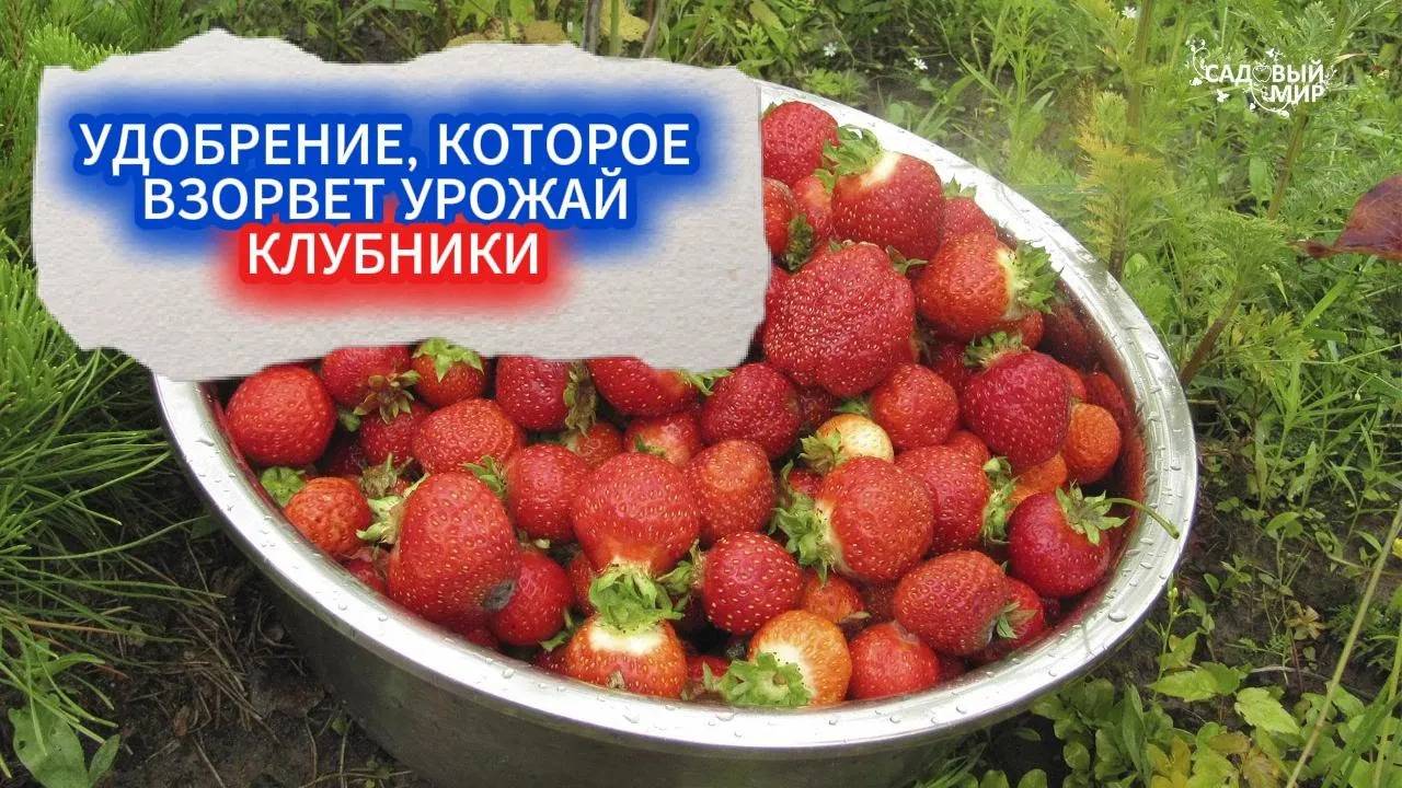 ЧЕМ ПОДКОРМИТЬ КЛУБНИКУ ВЕСНОЙ - УРОЖАЙ БУДЕТ НЕКУДА ДЕВАТЬ