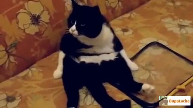 Приколы котят с озвучкой