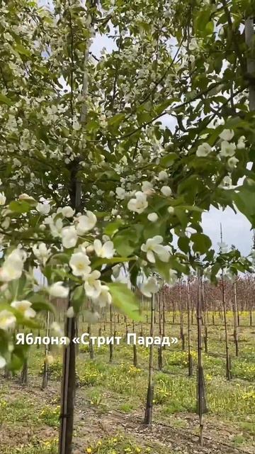 #питомниксавватеевых #сад #питомникрастений #garden #ланд