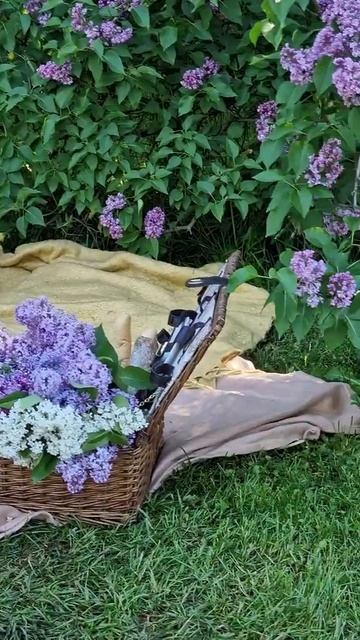Сиреневый сад #shorts