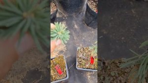 Ель колючая Майголд саженец р9