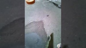 Что будет, если кинуть ментос в квас?