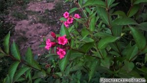 ВЕЙГЕЛА - УКРЫВАТЬ ИЛИ НЕТ? Вейгела Ред Принц (Red Prince).