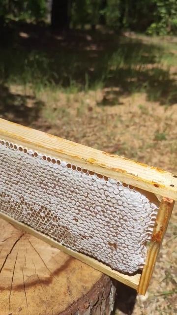 Первый Мед  в 2023 году Shorts пчеловодство пасека сотовыймед пчелы медосбор медовыймесяц