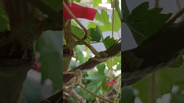 Результат моих прививок зеленое в зеленое пасынками н