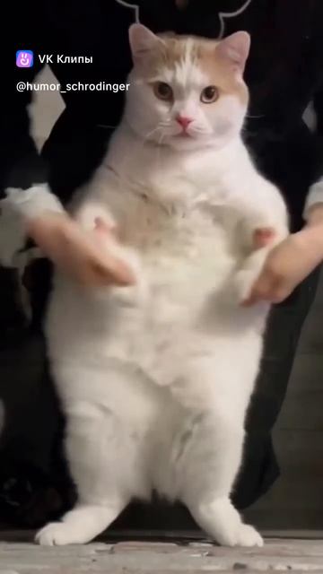 Кот- танцор