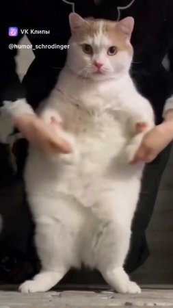 Кот- танцор