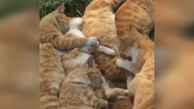 СМЕШНЫЕ КОТЫ 2022 / КОШКИ / ПРИКОЛЫ С КОТАМИ / Funny Cats / ПОДБОРКА СМЕШНЫХ И МИЛЫХ МОМЕНТОВ #24