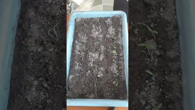 Сколько всходят перцы и баклажаны - проращивание семя?