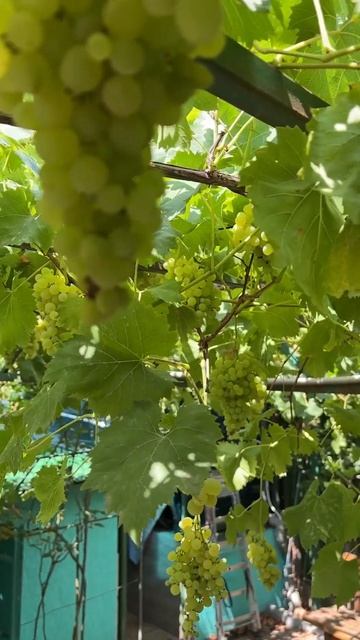 #shortsvideo #nature #garden #сад #огород #виноград #анапа2024 смотреть онлайн