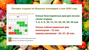 Благоприятные дни для посадки огурцов весной 2025 года