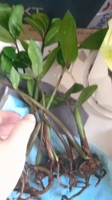когда пересушила замик #замиокулькас #долларовоедере?