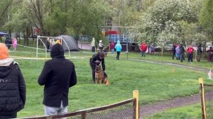 4 Отл. МАГИЯ с Глиняной Горки +++ №54 / КЧК САМАРА 27 апреля`25 И.Герлеман Моно немецких овчарок