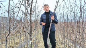 Самая сладкая поздняя слива!!!