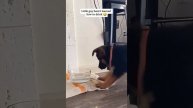Собаки пьют воду