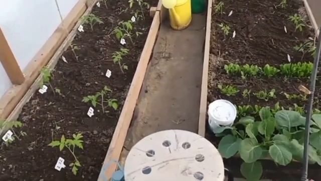 Стандартная теплица 3 х 6. Сколько кустов томатов сажат смотреть онлайн