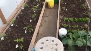 Стандартная теплица 3 х 6. Сколько кустов томатов сажат