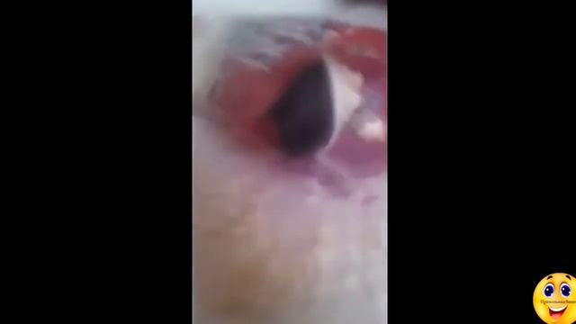 Самые Лучшие Прикольные Видео 2015! смотреть онлайн