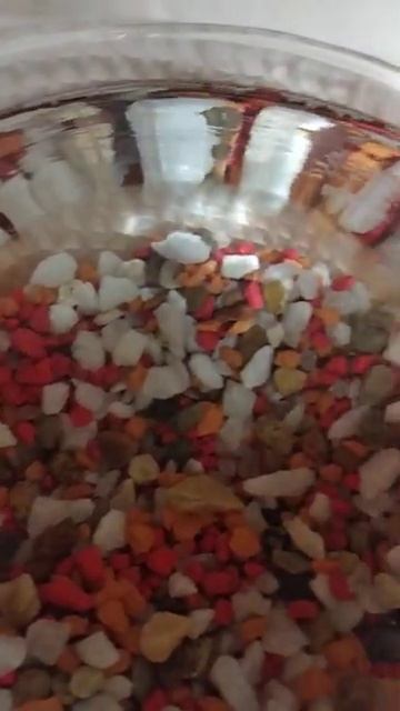 Рыбка петушок Петя 🐟