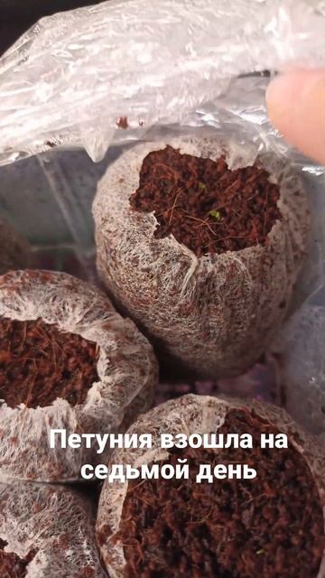 Петуния взошла на седьмой день смотреть онлайн