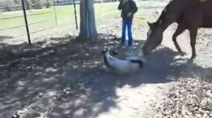 Маленькая лошадь испугалась собственного чиха | Безумно Смешной Прикол 2020