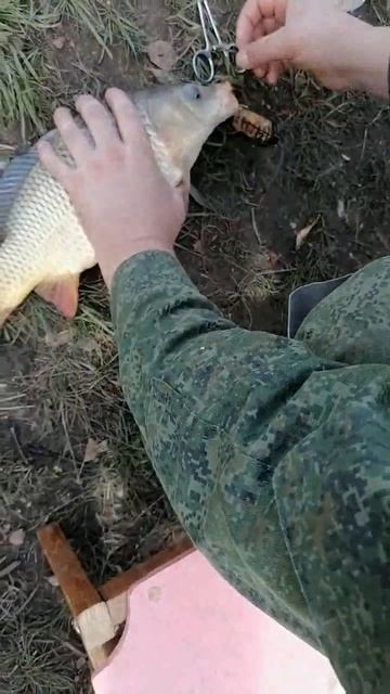 Первый пойманный Карп на озере.