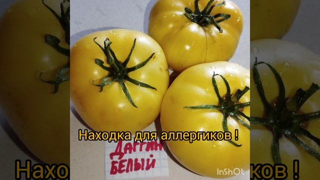 Обзор томатов Чёрное от Борисовны  Даггин белый и ?