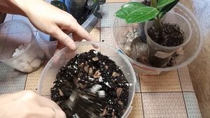 ЗАМИОКУЛЬКАС /пересадка/уход /грунт/размножение