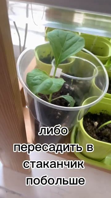 Заглублять 🍆 баклажаны или нет ? #рассада #огород #рас?