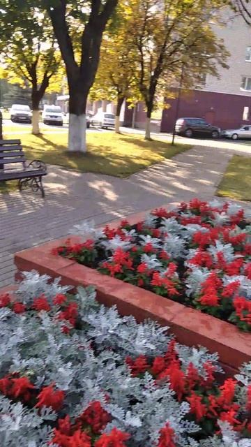 Городские цветы. #жодино #парк #лето #осень #сад