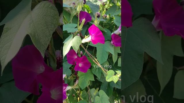 ЧТО ПОСАДИТЬ ВОЗЛЕ БЕСЕДКИ смотреть онлайн