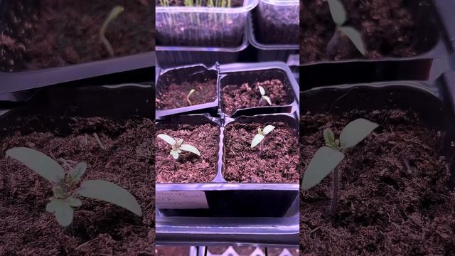 МОЯ РАССАДА С 14.02.25 по 21.02.25