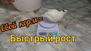 Перепёлки на своём корме: +100 г за 10 дней! Честный отчет и взвешивание