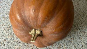 Тыква и кабачки взошли. 6 мая