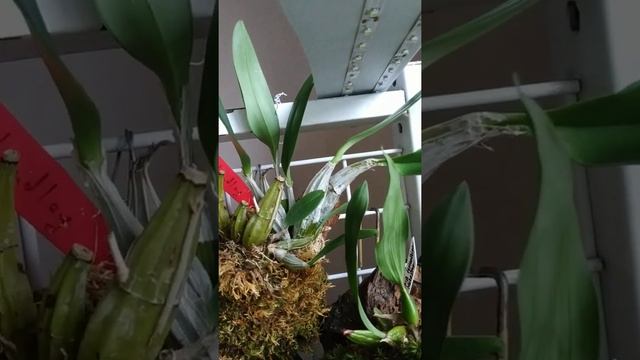 дендробіуми,епідендрум, масдевалії(посадка на блок) смотреть онлайн