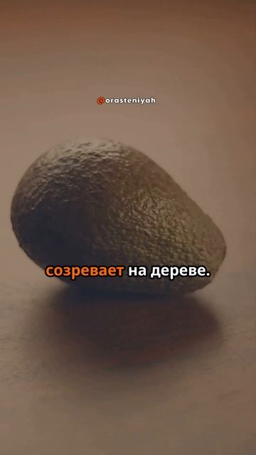 Авокадо: интересные факты и советы по уходу