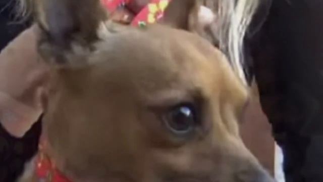 Дрожа от страха, крошечный песик лежал в углу: он больше не доверял людям смотреть онлайн