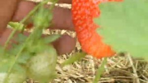 клубника альбион