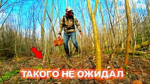 ГРИБНИК ЗАШЁЛ В ЛЕС НАШЁЛ ГРИБЫ ТАКОГО НЕ ОЖИДАЛ! Тихая охота, собрал и приготовил. Грибы 2025