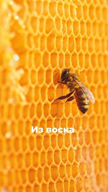 Из чего состоят медовые соты? #мед #пчелы #пчеловодство #здоровоепитание смотреть онлайн
