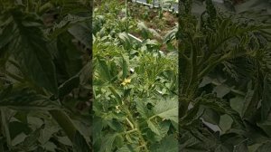 Первая подкормка томатов после высадки в грунт