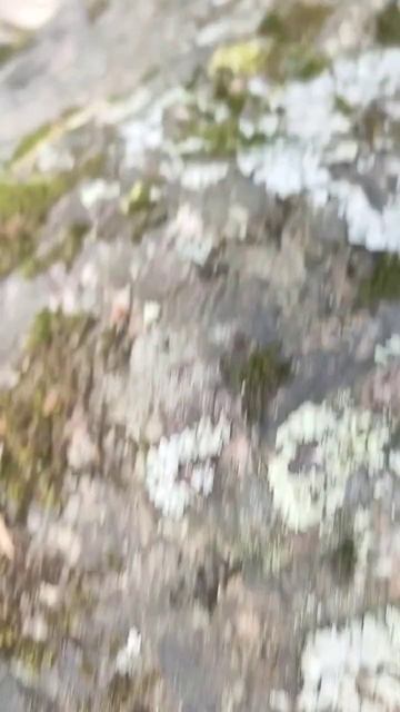 Monrepos park in Vyborg #travel #путешествия #nature #природа #tourism #туризм #Россия #russia смотреть онлайн