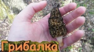 Небольшая грибалочка #грибы #грибалка #лес #гриб #грибы2025 #весна #весна2025 #строчки #тренды