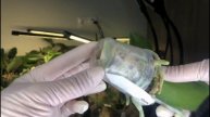 Repotting Orchids Using Sphagnum Moss Method Пересадка орхидей способом п?