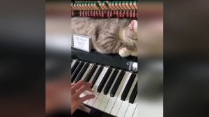 Кот пианиста